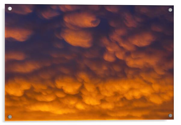 Altocumulus Clouds In Sunset Sky Cloudscape Acrylic by Artur Bogacki