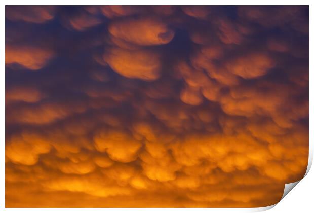 Altocumulus Clouds In Sunset Sky Cloudscape Print by Artur Bogacki