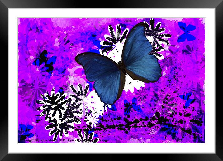 Butterfly Abstract Art Framed Mounted Print by Elaine Young
