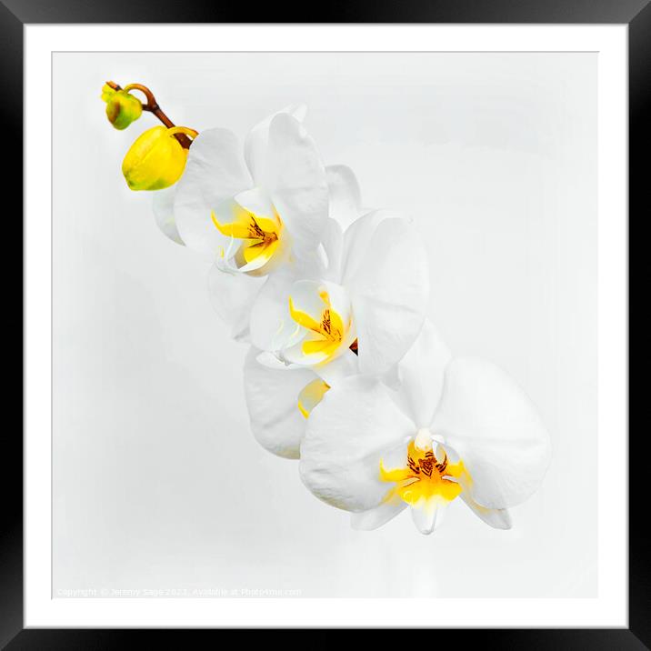 Exotic Beauty Blooms Framed Mounted Print by Jeremy Sage