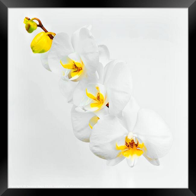 Exotic Beauty Blooms Framed Print by Jeremy Sage