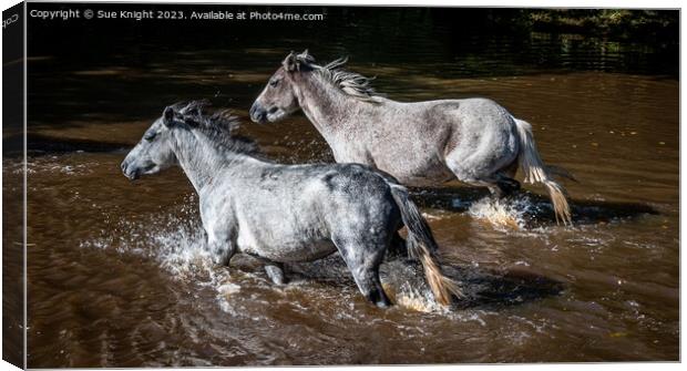 Horses wading through Ipley River Canvas Print by Sue Knight