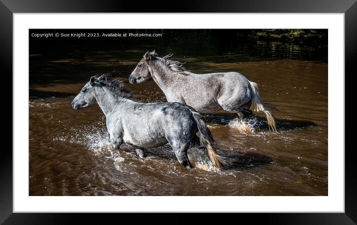 Horses wading through Ipley River Framed Mounted Print by Sue Knight