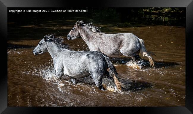 Horses wading through Ipley River Framed Print by Sue Knight
