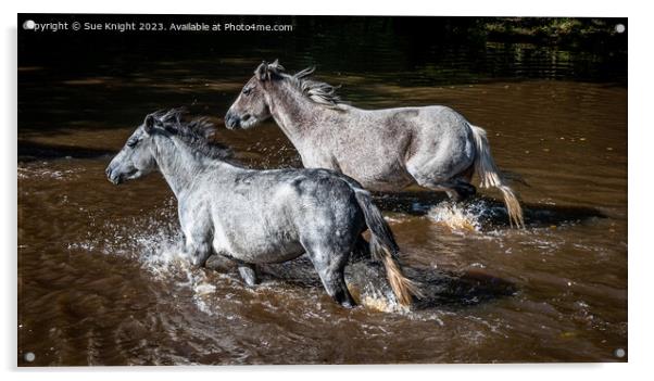 Horses wading through Ipley River Acrylic by Sue Knight
