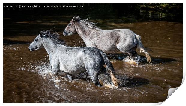 Horses wading through Ipley River Print by Sue Knight