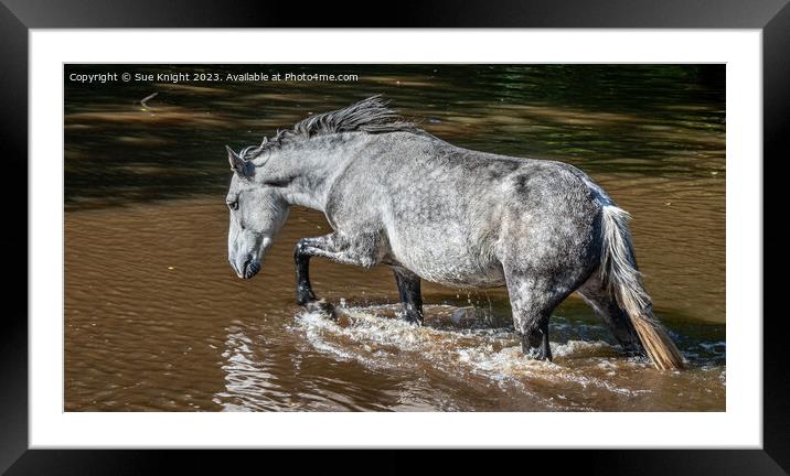 A horse wading through Ipley River Framed Mounted Print by Sue Knight