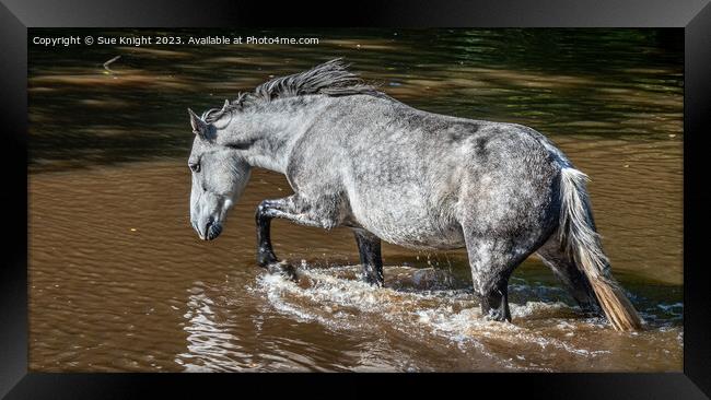 A horse wading through Ipley River Framed Print by Sue Knight