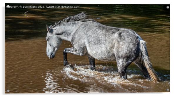 A horse wading through Ipley River Acrylic by Sue Knight