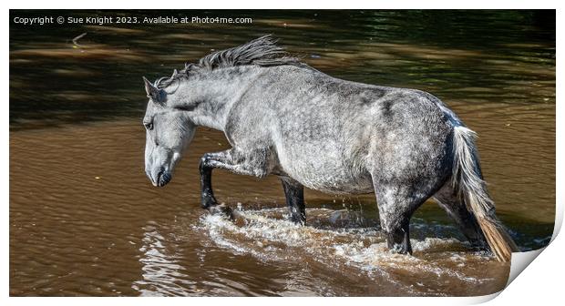 A horse wading through Ipley River Print by Sue Knight
