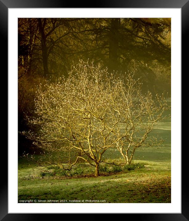 sunlit tree Framed Mounted Print by Simon Johnson
