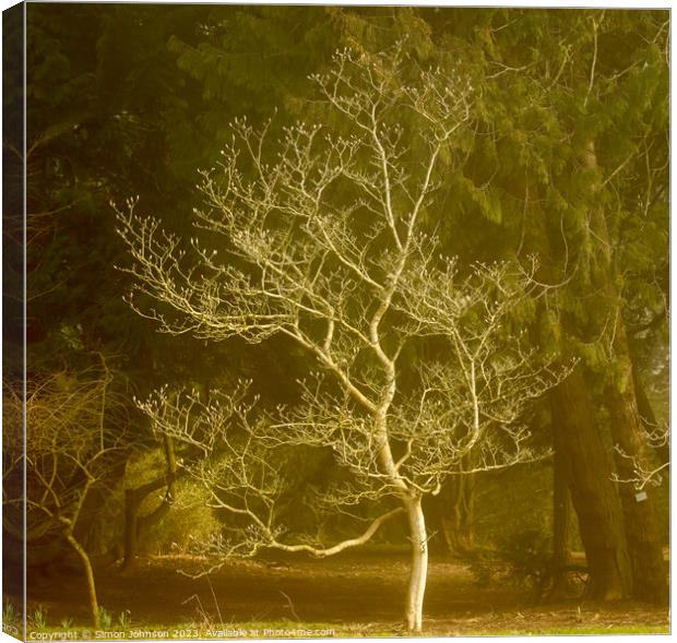 Sunlit tree  Canvas Print by Simon Johnson