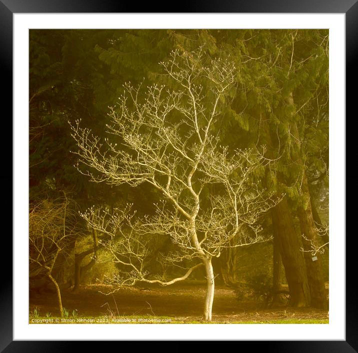 Sunlit tree  Framed Mounted Print by Simon Johnson