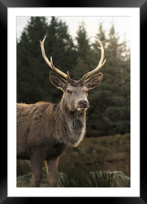 A lone Stag in the sunlight  Framed Mounted Print by Anthony McGeever