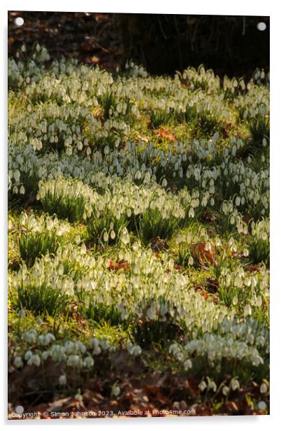 sunlit Snowdrops Acrylic by Simon Johnson