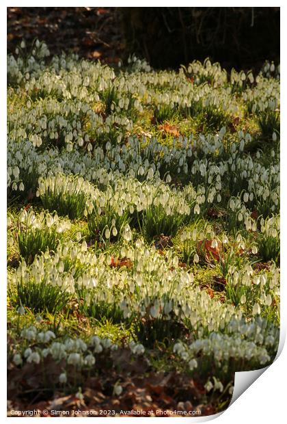 sunlit Snowdrops Print by Simon Johnson