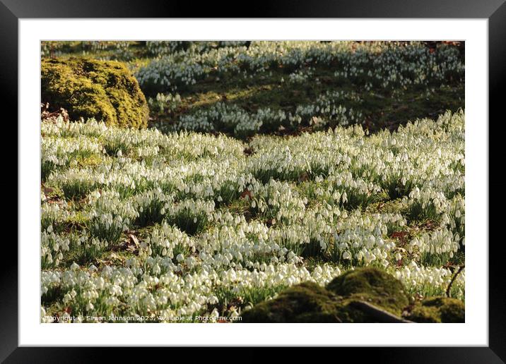 River of Snowdrops  Framed Mounted Print by Simon Johnson