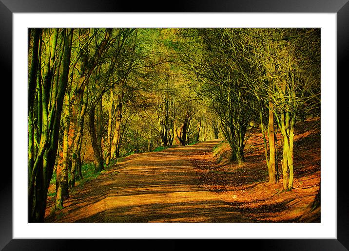 Coppice Pathway Framed Mounted Print by Irene Burdell