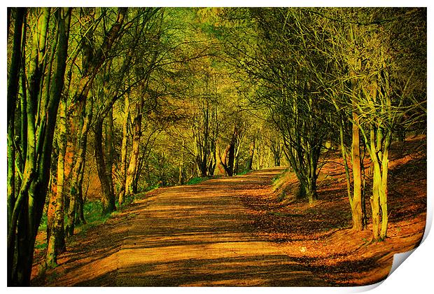 Coppice Pathway Print by Irene Burdell
