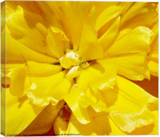  Double yellow tulip Canvas Print by Stephanie Moore