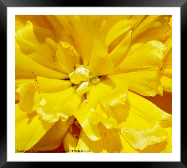 Double yellow tulip Framed Mounted Print by Stephanie Moore