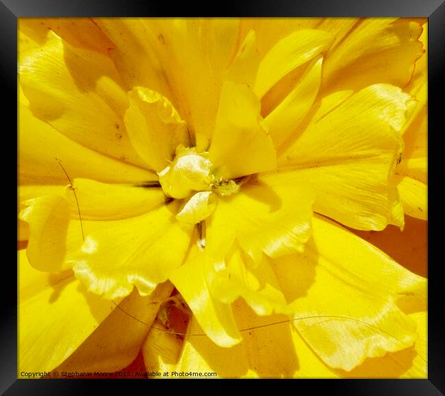  Double yellow tulip Framed Print by Stephanie Moore