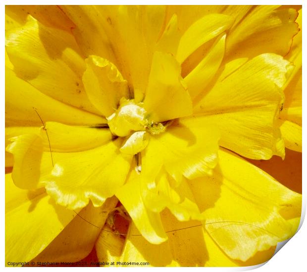  Double yellow tulip Print by Stephanie Moore
