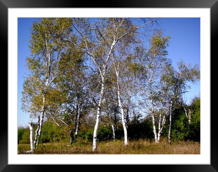 Silver Birches i Framed Mounted Print by Stephanie Moore