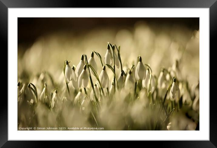 sunlit Snowdrop flowers Framed Mounted Print by Simon Johnson