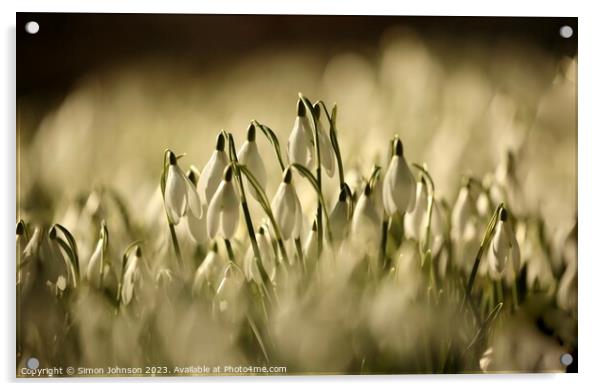 sunlit Snowdrop flowers Acrylic by Simon Johnson