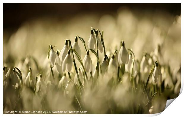 sunlit Snowdrop flowers Print by Simon Johnson