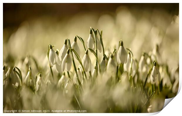 Snowdrop  flowers Print by Simon Johnson