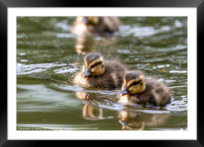 Mallard Chicks Taking a Swim Framed Mounted Print by Steve Rackham