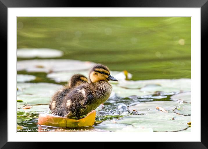 Mallard Chicks enjoying a paddle Framed Mounted Print by Steve Rackham