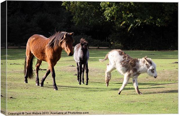 Animals of the New Forest Canvas Print by Terri Waters
