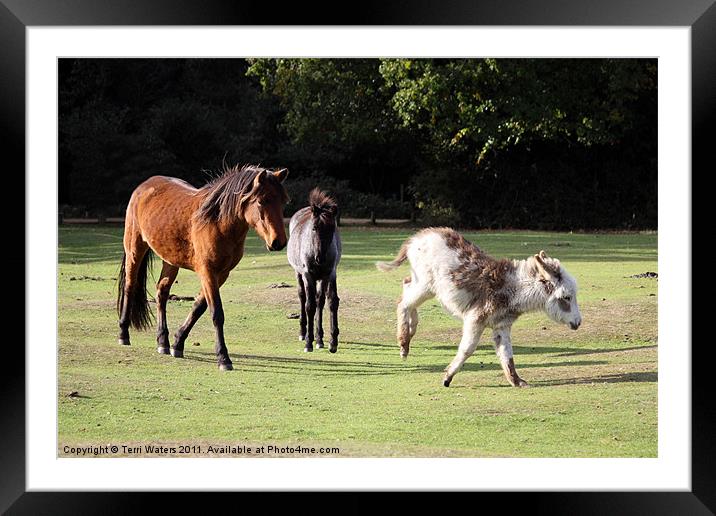 Animals of the New Forest Framed Mounted Print by Terri Waters