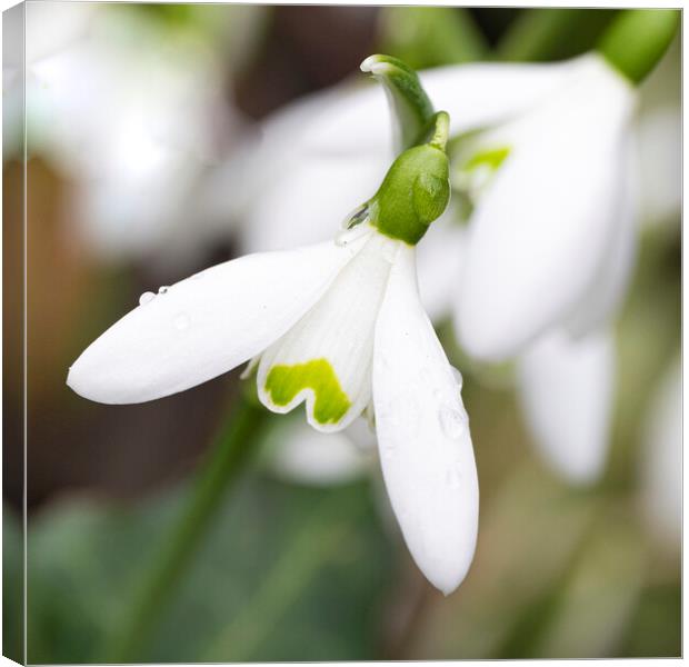 Cornwall  countryside,spring snowdrop Canvas Print by kathy white