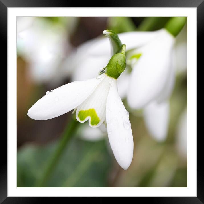 Cornwall  countryside,spring snowdrop Framed Mounted Print by kathy white