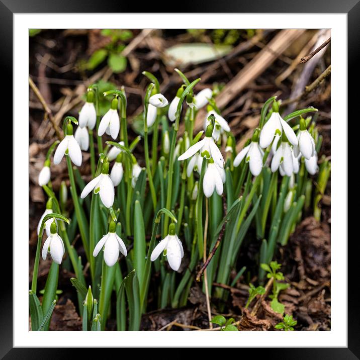 flowering snowdrops in woodland Framed Mounted Print by kathy white