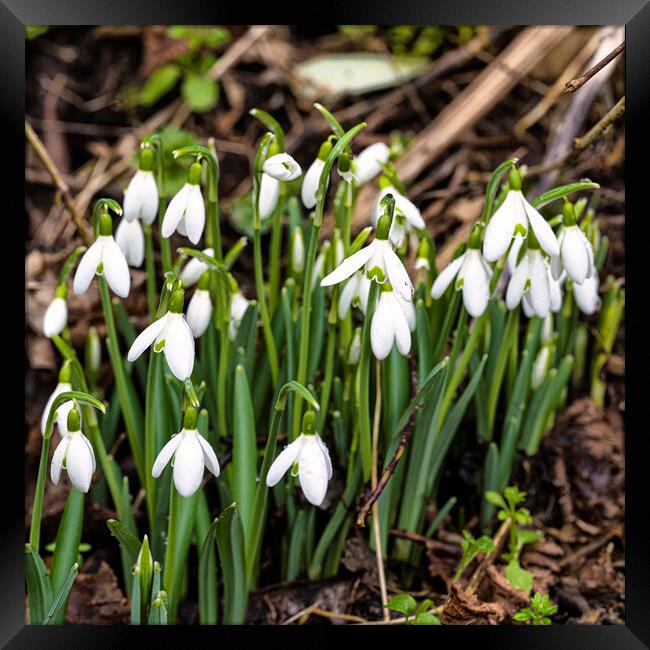  flowering snowdrops in woodland Framed Print by kathy white