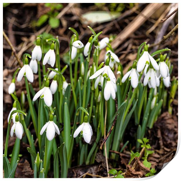  flowering snowdrops in woodland Print by kathy white