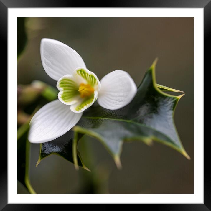  snowdrop and holly Framed Mounted Print by kathy white
