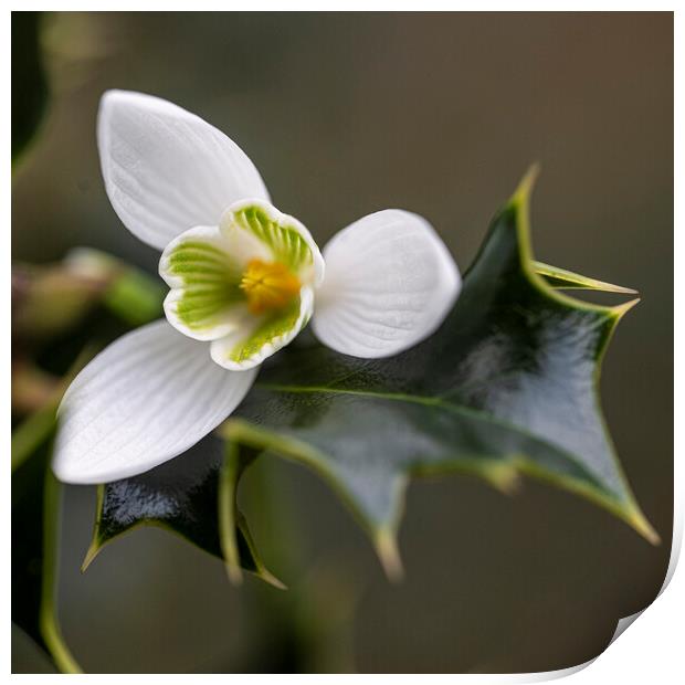  snowdrop and holly Print by kathy white