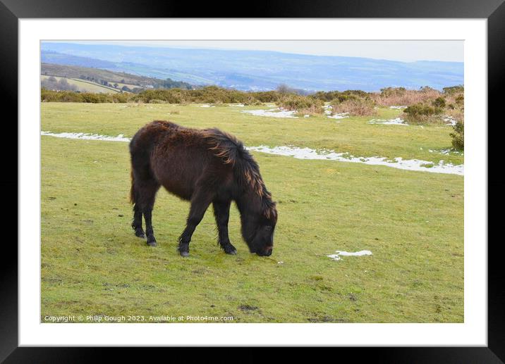 Dartmoor Ponies Grazing Framed Mounted Print by Philip Gough