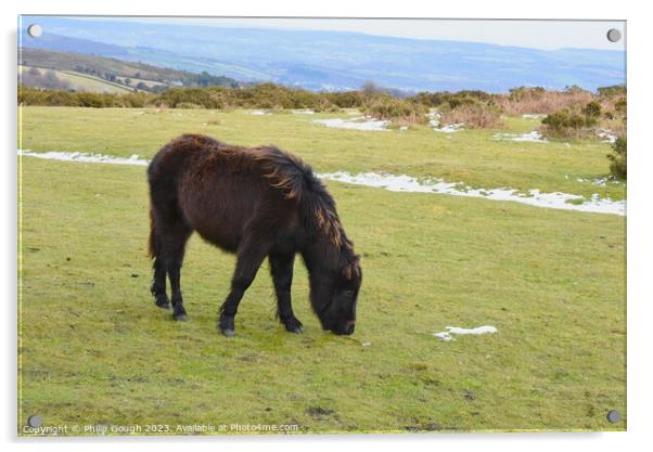 Dartmoor Ponies Grazing Acrylic by Philip Gough