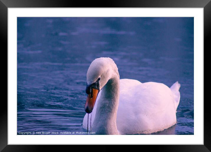 Majestic Swan Framed Mounted Print by Alex Brown