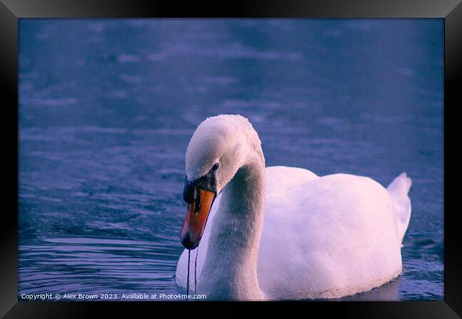 Majestic Swan Framed Print by Alex Brown