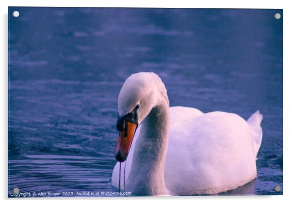 Majestic Swan Acrylic by Alex Brown