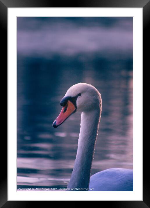 Sneaky swan Framed Mounted Print by Alex Brown
