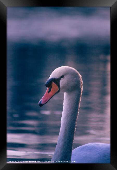 Sneaky swan Framed Print by Alex Brown